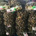 high quality hebei zunhua chestnut